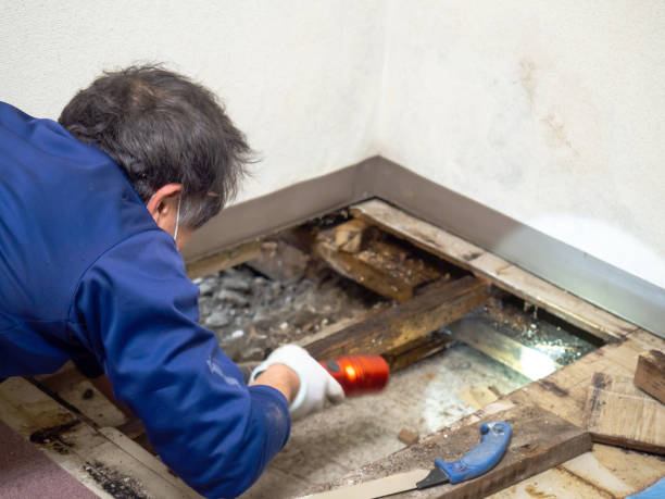 Best Mold Testing and Removal  in Forest City, IA