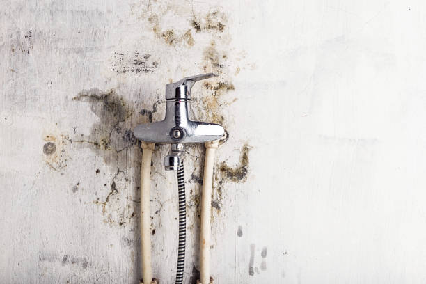 Best Mold Removal Company Near Me  in Forest City, IA