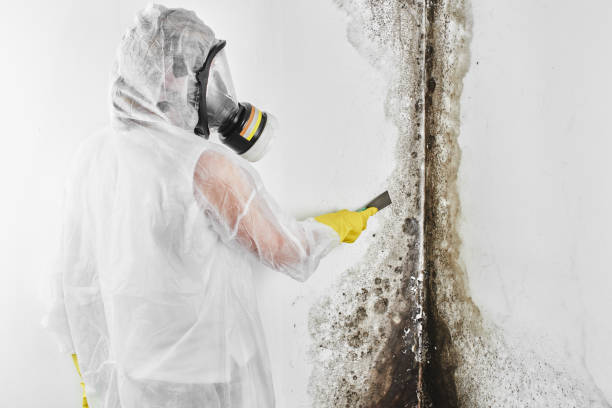 Best Mold Testing  in Forest City, IA