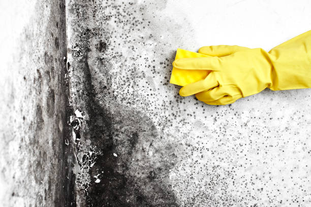 Best Mold Damage Repair  in Forest City, IA