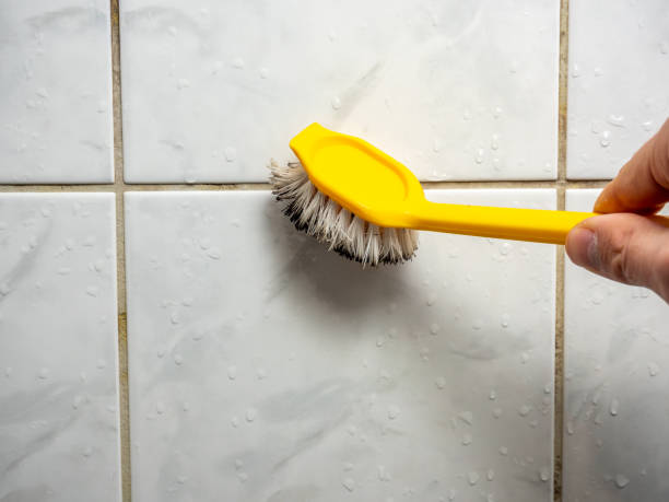 Best Certified Mold Removal  in Forest City, IA