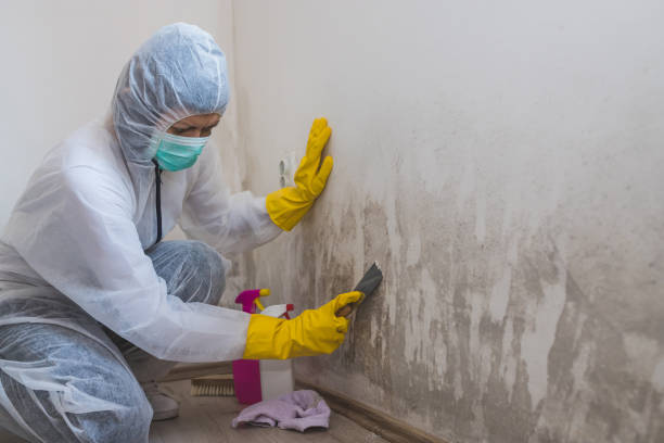 Mold Testing and Removal in Forest City, IA