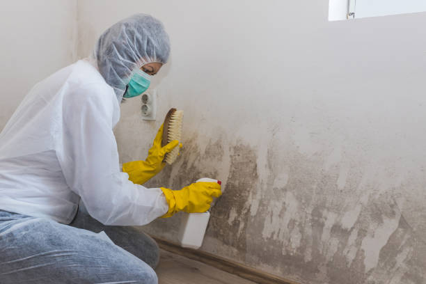 Professional Mold Removal in Forest City, IA