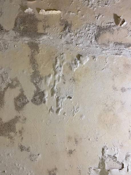 Attic Mold Removal in Forest City, IA