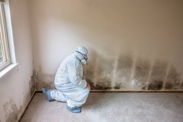 Best Mold Testing  in Forest City, IA