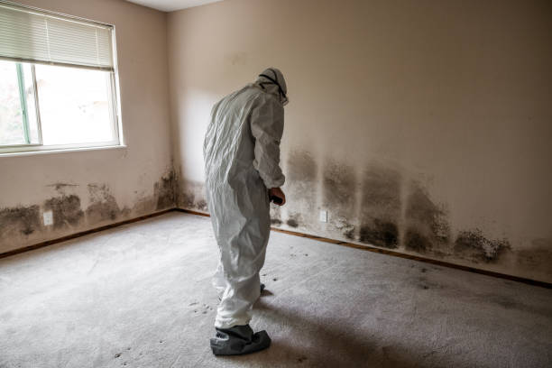 Best Attic Mold Removal  in Forest City, IA