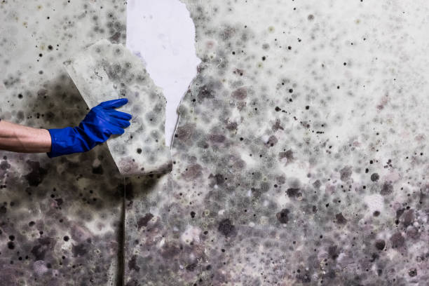 Best Water Damage Restoration  in Forest City, IA
