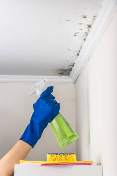 Certified Mold Removal in Forest City, IA